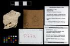Foto (Objekt + Etikett) von Cracensigillatus acutirostris (Moericke, 1889)  (NHMW-GEO-2014-0194-0772)